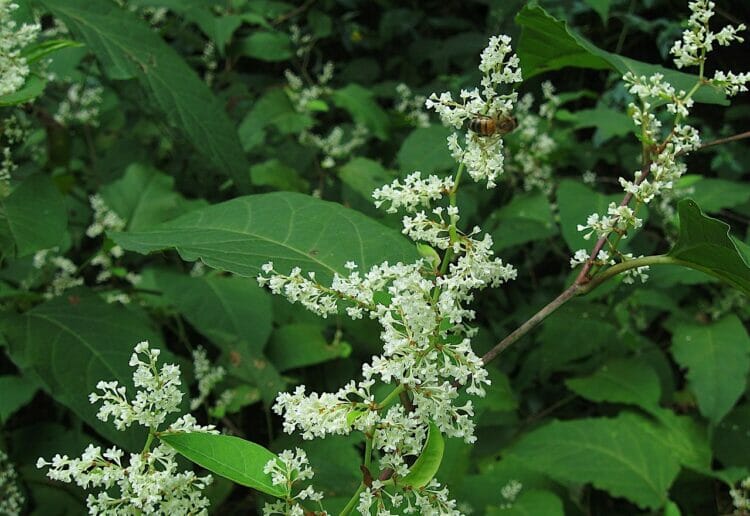 Japanese Knotweed Picture: Cbaile19/Wikimedia Comons