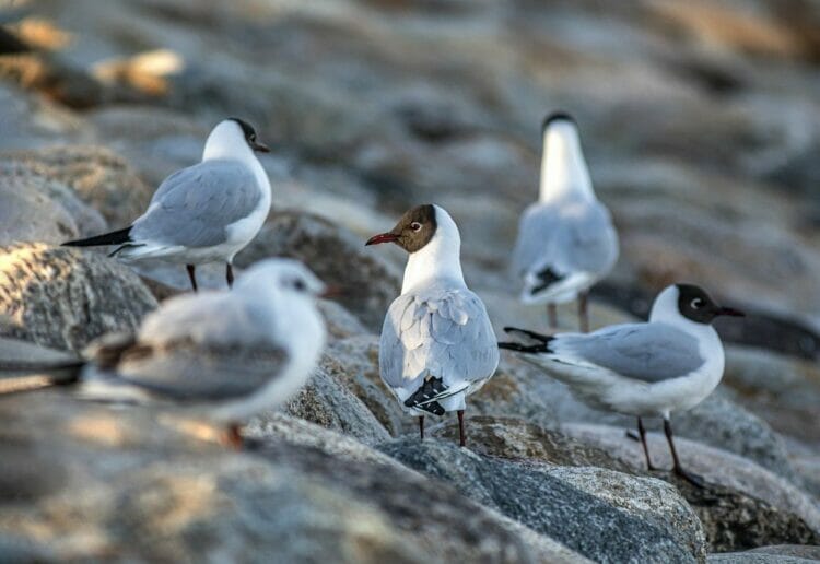 A black-headed gull Picture: Erik Karits from Pixabay