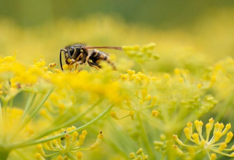 Even pests, such as wasps, are part of God's creation says the Revd Ann Cogle Picture: Pixabay