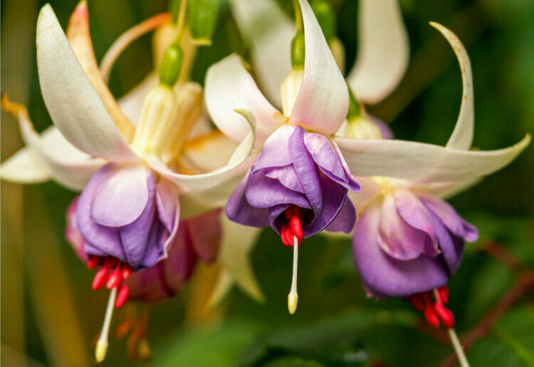 Members of the Reading and District Fuchsia Society will be heading to Squire?s Garden Centre on Heathlands Road, Wokingham for their annual show