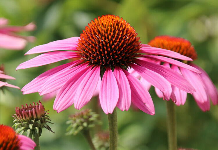 Echinacea is a good plant to grow in the garden