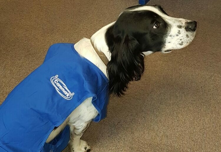 Ludo is a canine assisted therapy dog who works from the Wokingham office