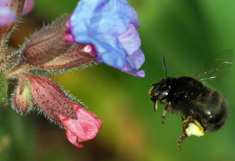 The University of Reading will set up a pop-up shop in London as part of Bees' Needs Week. Picture: University of Reading