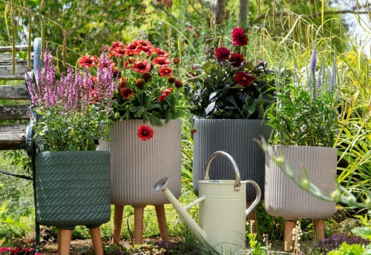 Dobbies is holding special sessions to help gardeners of all ages grow their own