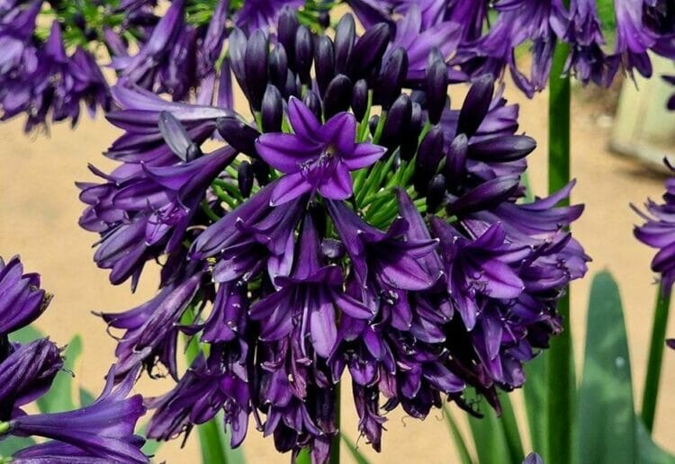 Agapanthus is a hardy plant that can withstand both dry and wet conditions