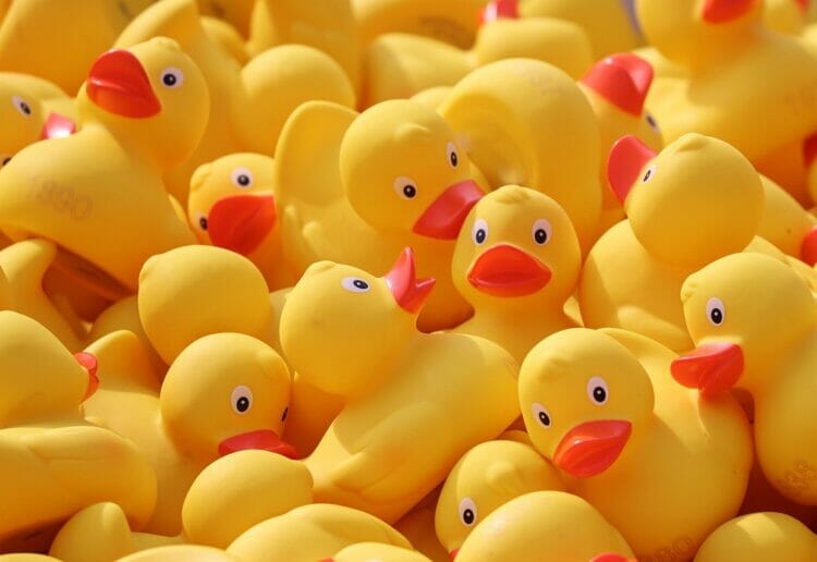 Quackers! A duck race will take place in Reading to raise funds for good causes Picture: Manfred Richter from Pixabay