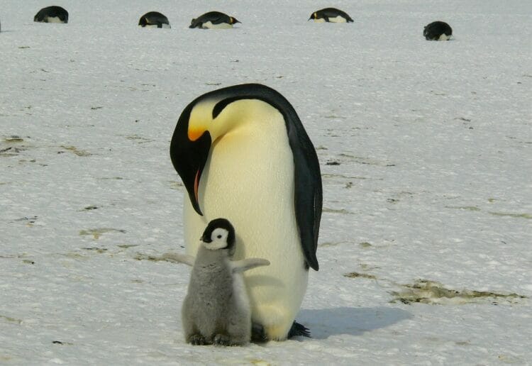 Penguins Picture: Siggy Nowak from Pixabay