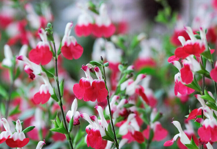 Salvia Hot Lips is a popular plant