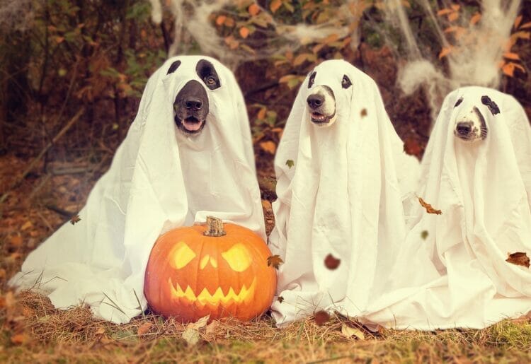 We struggled to find a picture of ghost, so hope these spooky dogs - not doing any work - will suffice Picture: Pixabay