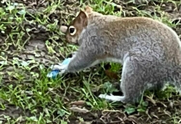 A squirrel burying a vape in Wales. Pic: RSPCA.