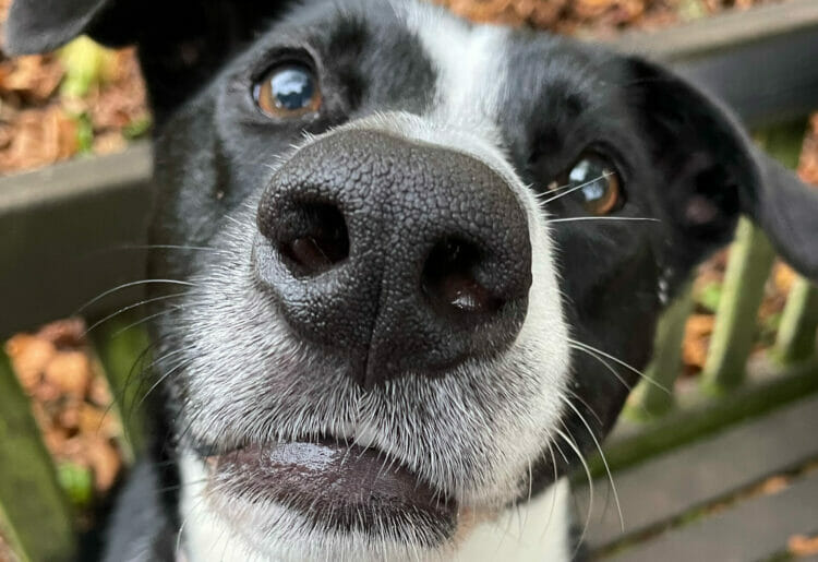 Ollie, a four-year-old dog from Reading, needed emergency treatment after swallowing 25 acorns Picture: Vets Now