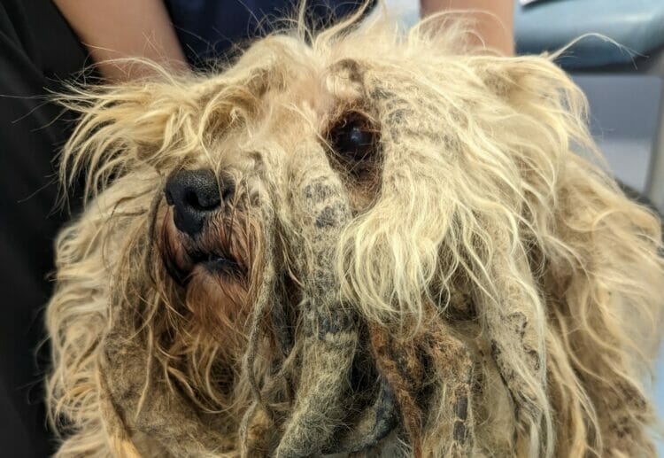 A dog in Hampshire helped by the RSPCA's scheme with Purina Pet Care - the pet needed treatment to tackle the matted fur