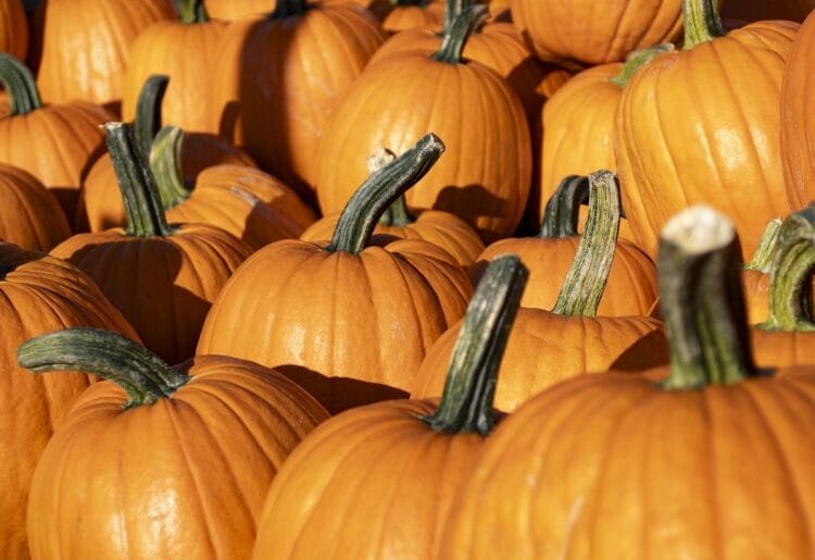 Pumpkins Picture@: AHEAD of Hallowe?en and Bonfire Night, Thames Valley Police has warned it will not tolerate anti-social behaviour.