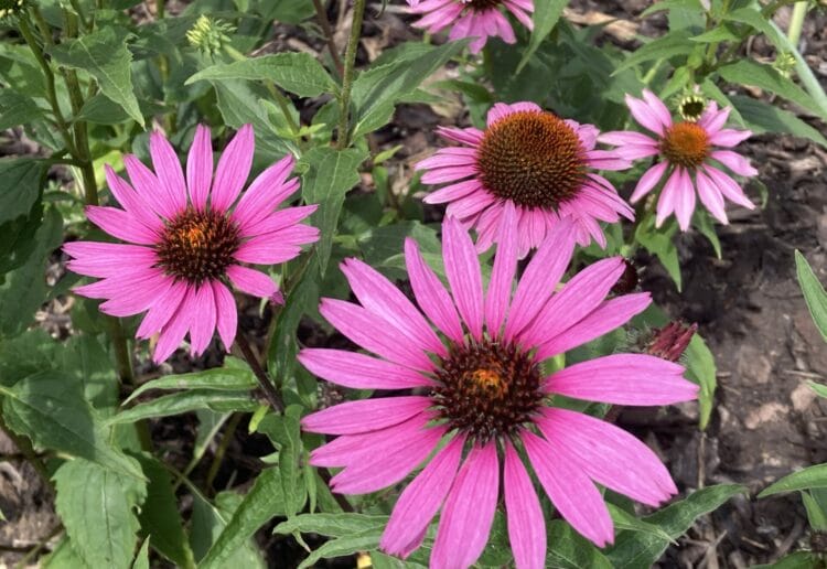 The Sue Ryder Hospice's garden has taken the top spot in Reading in Bloom for the second year running. Picture: Emma Merchant
