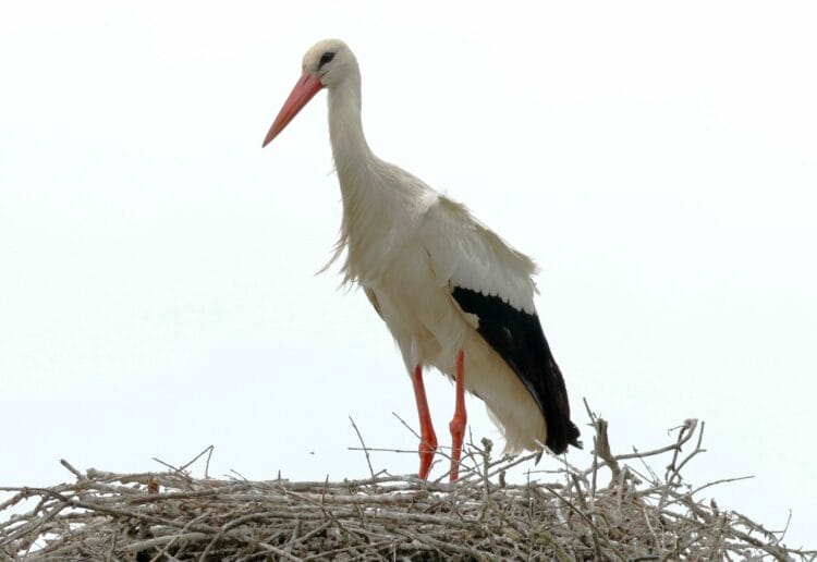 White Stork by Marilyn Hockey