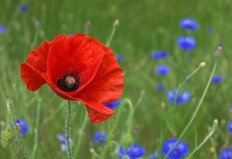 The mayor of Reading, Cllr Tony Page, will lead a service on Saturday, November 12, to mark Armistice Day, followed by a two-minute silence at the Forbury Gardens War memorial. Picture: Peter Dargatz via Pixabay