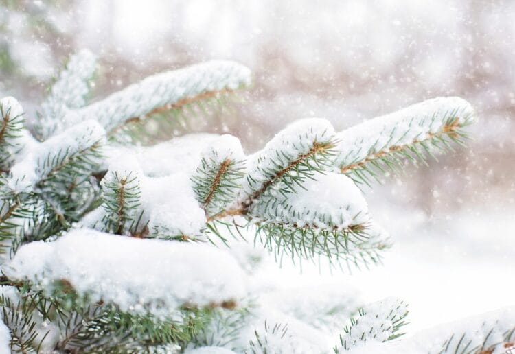 Christmas trees will go on sale in Caversham Court Gardens on December 2 Picutre:  Jill Wellington from Pixabay