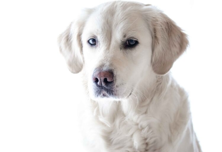 A labrador yesterday Picture: Pixabay