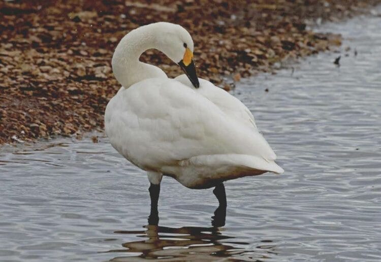 Bewick?s Swan Picture: Marilyn Hockey