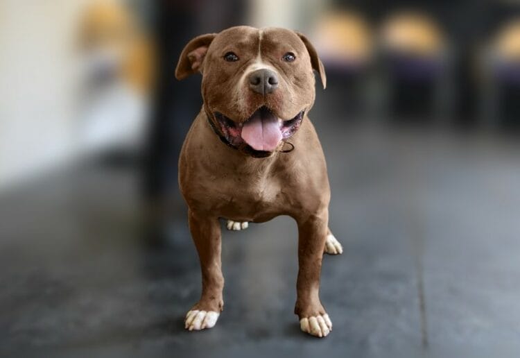 XL Bully dog.