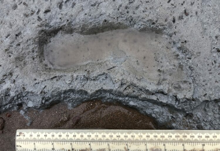 One of the footprints discovered by the team, which is investigating Mesolithic communities in the Severn Estuary and Kennet Valley. Picture: The University of Reading