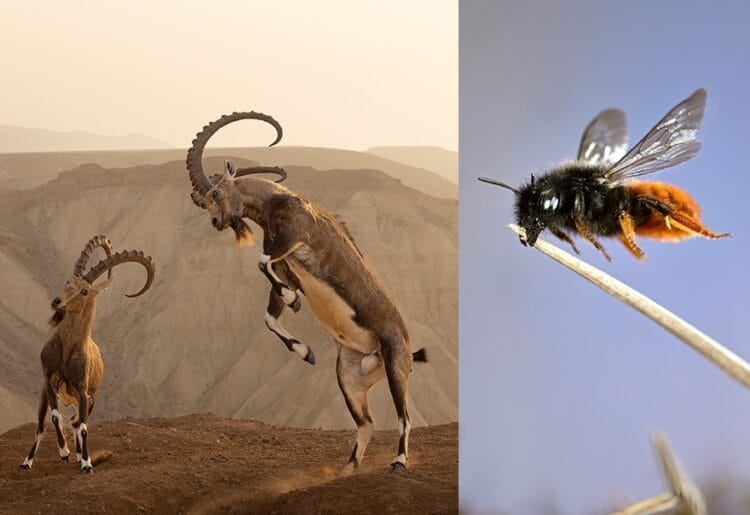The Wildlife Photographer of the Year exhibition is coming to The Base, Greenham, in March. Pictures: Amit Eshel and Solvin Zankl