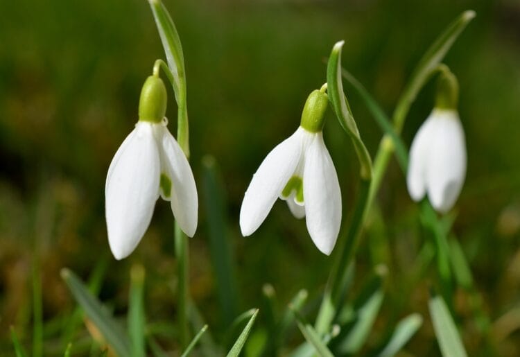 Snowdrops Picture: congerdesign from Pixabay