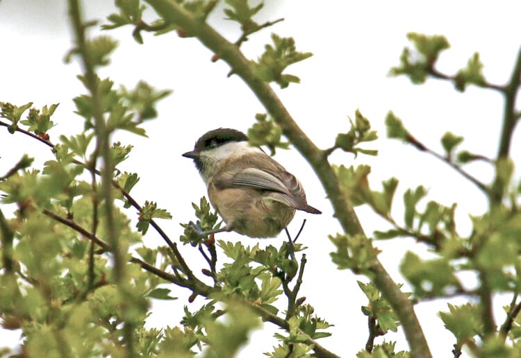 A Marsh Tit by Marilyn Hockey