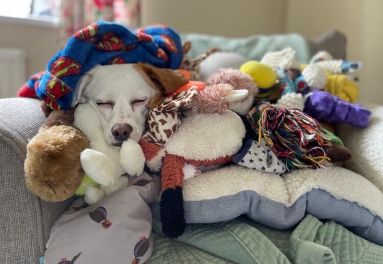 SIx-year-old Alfie, from Berkshire, could be up for the RSPCA's Young Photographer People's Choice Award with his photograph of pooch Petal. Picture: Alfie Woodfine, via RSPCA