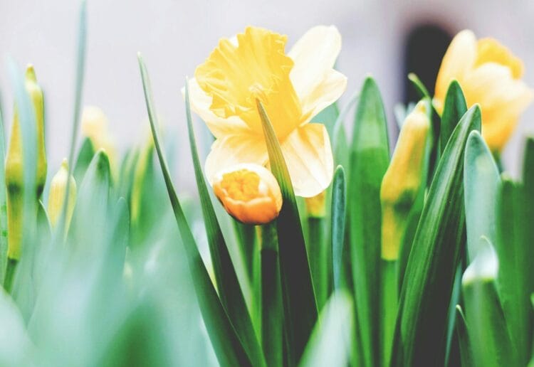 Vivace Voices will present a spring concert next week Picture: Tim Gouw via Unsplash
