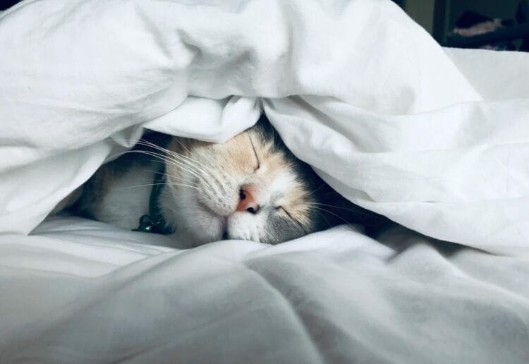 A good night's sleep will mean you are bright eyed and bushy tailed Picture: Heart Research UK