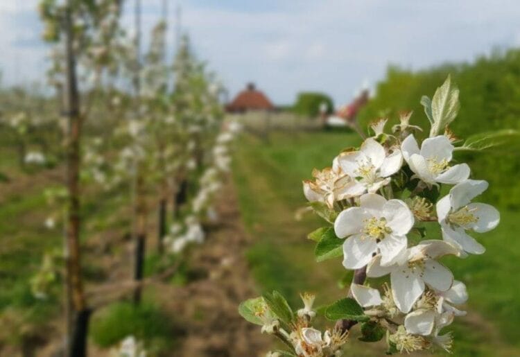 Fruit Watch is a university project that aims to chart the date fruit trees blossom Picture: University of Reading