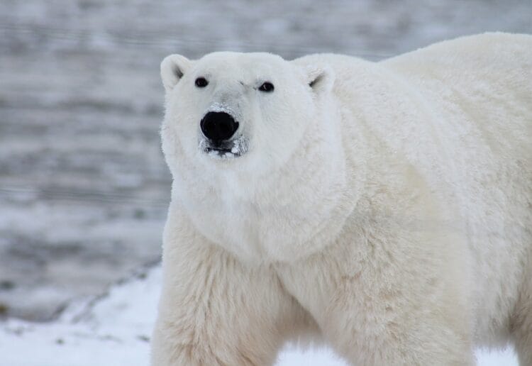 A polar bear Picture: Pixabay