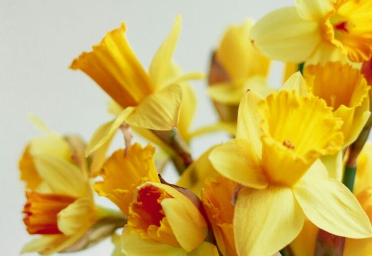 Caversham Horticultural Association bloomed with spring flowers. Picture: Tina Sara via Unsplash