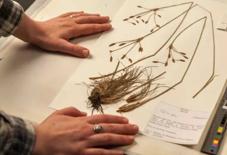Kew's Herbarium holds millions of dried plant specimenn. Pic: Kew.