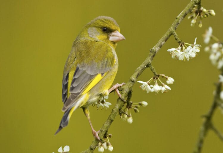 Greenfinch perched on blossom...Pic: Ben Hall (rspb-images.com).