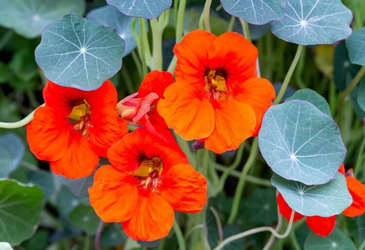 Nasturtiums will begin to bloom in May