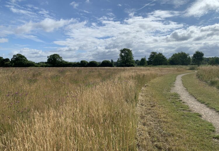 The parkland in Shinfield.