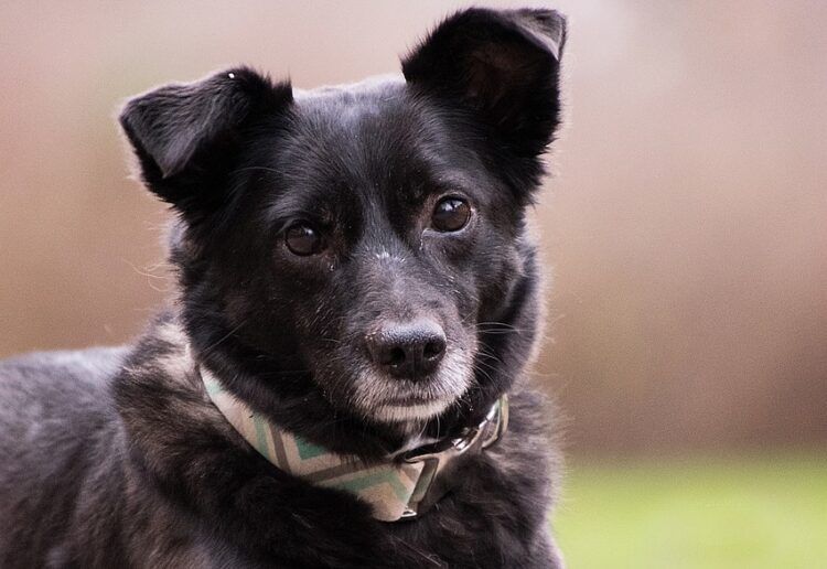 A dog wearing a collar yesterday Picture: Rebecca Scholz from Pixabay