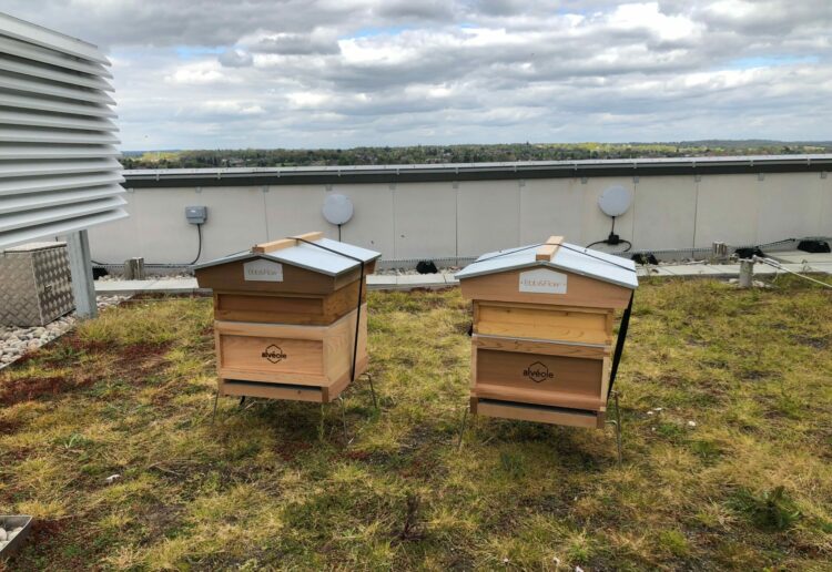 Beehives have been installed on the roof of Ebb in Reading's Station Hill development