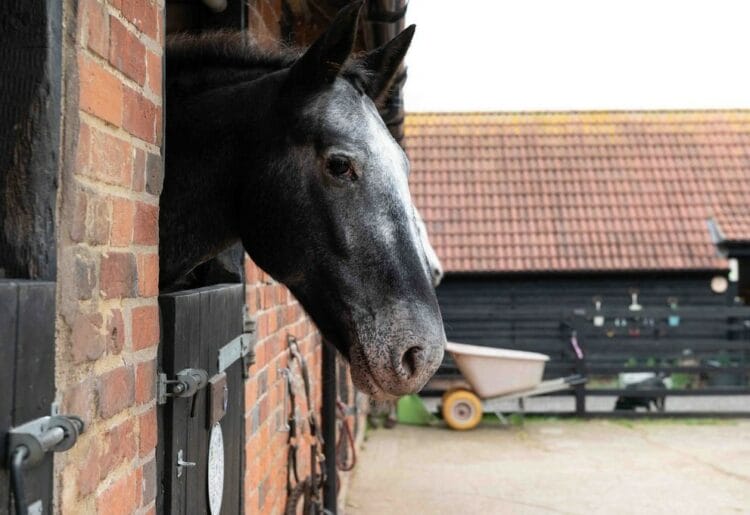 Stable Futures' equine therapy horses in Mortimer can help young people with specialist needs to thrive. Picture: Molly Henson