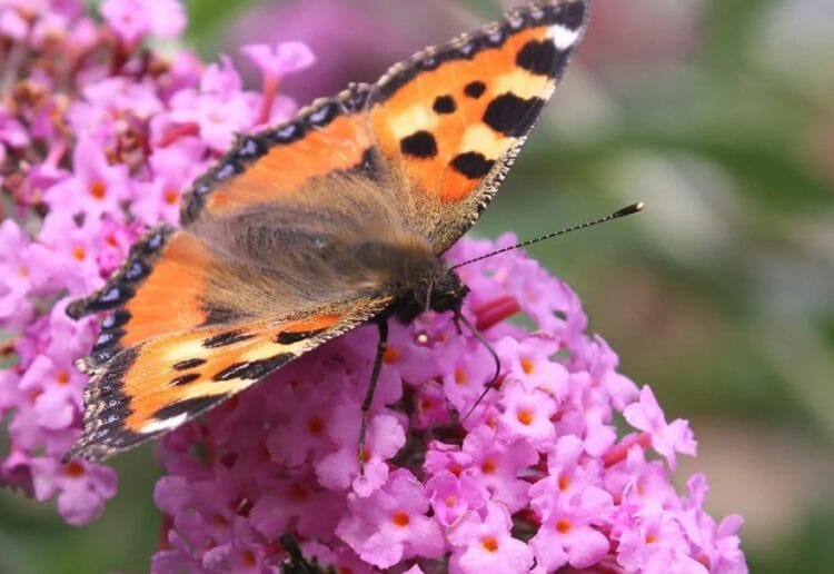 Butterflies in buddleia ? a sight seen in many gardens this July