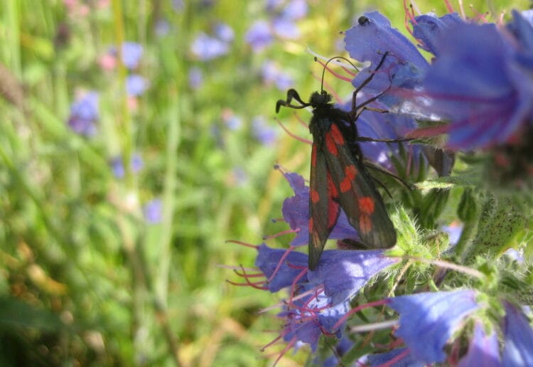 The University of Reading is marking National Meadows Day with a public event at Langley Mead from 10am-4pm on Saturday, July 6. Picture: University of Reading