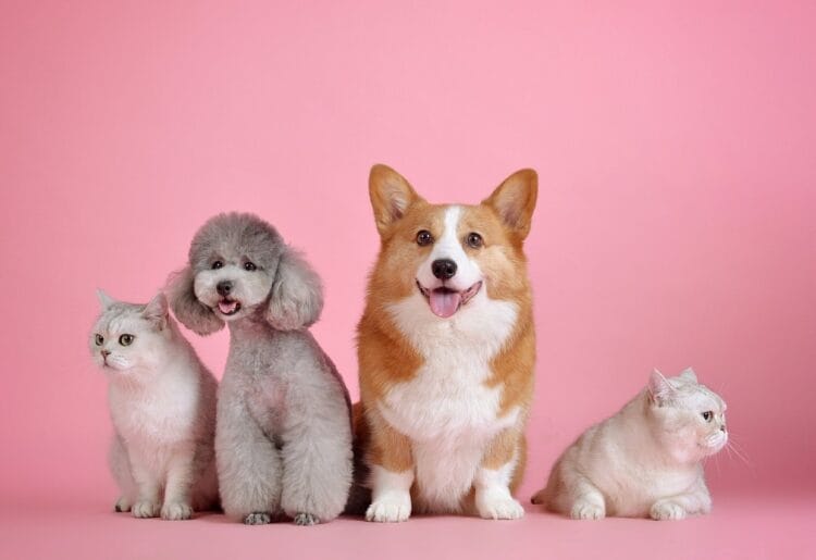Pets Picture: Pixabay, huoadg5888