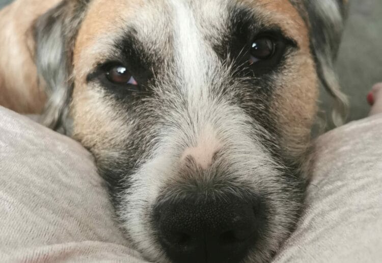 Scooby caused a to-do when a stick got lodged in his throat