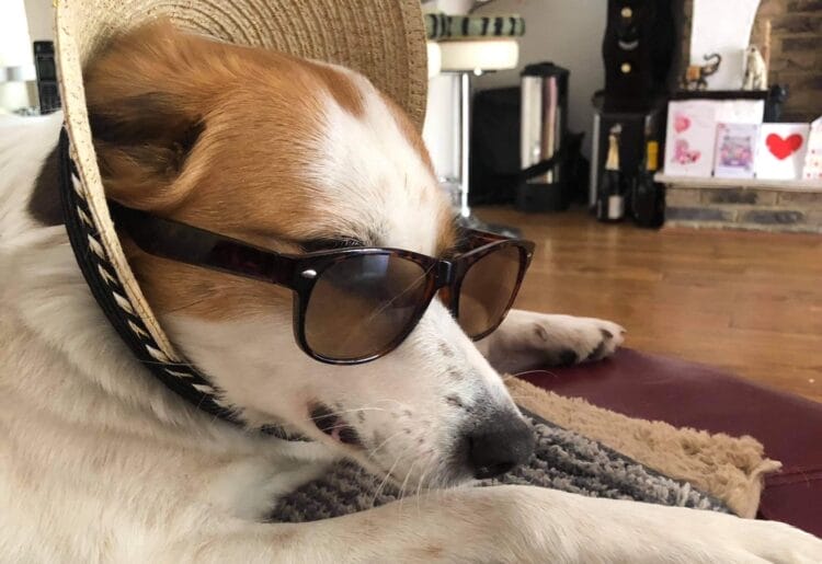 hot weather can cause problems for our canine friends. Bella, pictured by Andrew Batt.