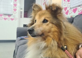 Reading vet pins down alternative pet treatment