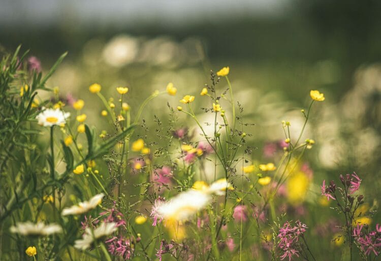 Friends of Clayfield Copse and Econet have organised an event that will enable families to enjoy Clayfield Copse?s flowers and insects, on Saturday, July 6. Picture: Kristine Cinate via Unsplash