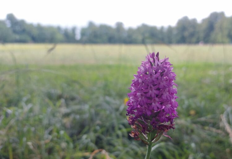 Reading Borough Council has reinforced its commitment to rewilding in the borough as it adopts more locations for natural habitats.Picture: Reading Borough Council