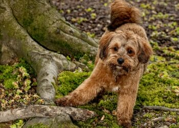 How dogs learn: The positives of being positive in dog training
